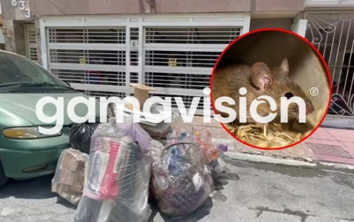 Vecinos piden apoyo de autoridades para la invasión de roedores en un ...