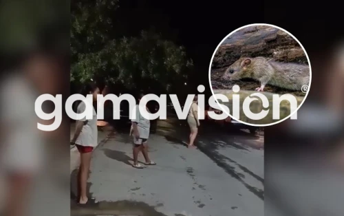 Denuncian plaga de ratas en la colonia Valle de San José en García